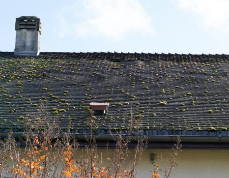 Roof Algae in Maryland: Remove It Without Damaging Shingles